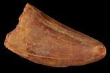 Bargain, Carcharodontosaurus Tooth - Real Dinosaur Tooth #121520-1
